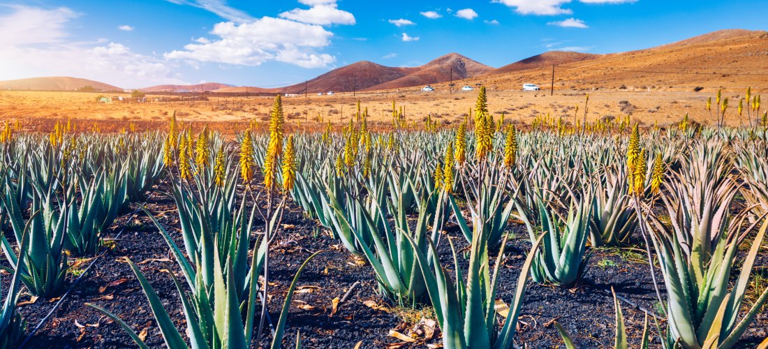 Reihen junger Aloe-Vera-Pflanzen mit gelben Blüten auf dunkler Erde, inmitten einer trockenen Hügellandschaft unter blauem Himmel mit vereinzelten Wolken
