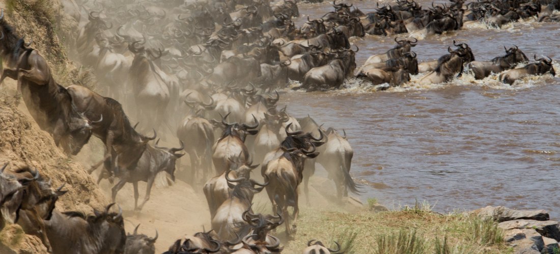 Große Tierwanderung in der Masai Mara, Kenia – Gnus überqueren den Mara-Fluss während einer Safari 2025/2026