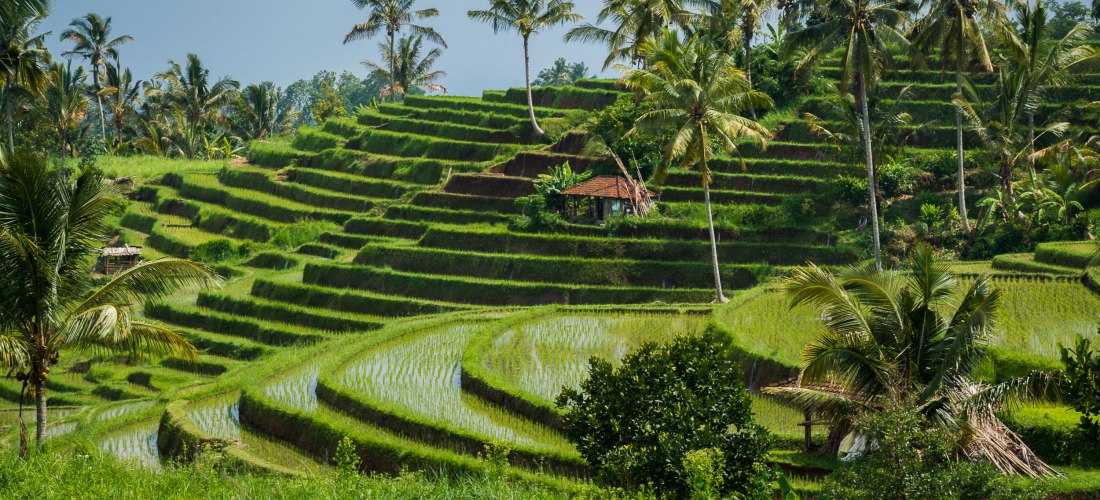 Grüne Reisterrassen mit Palmen in Bali, Indonesien
