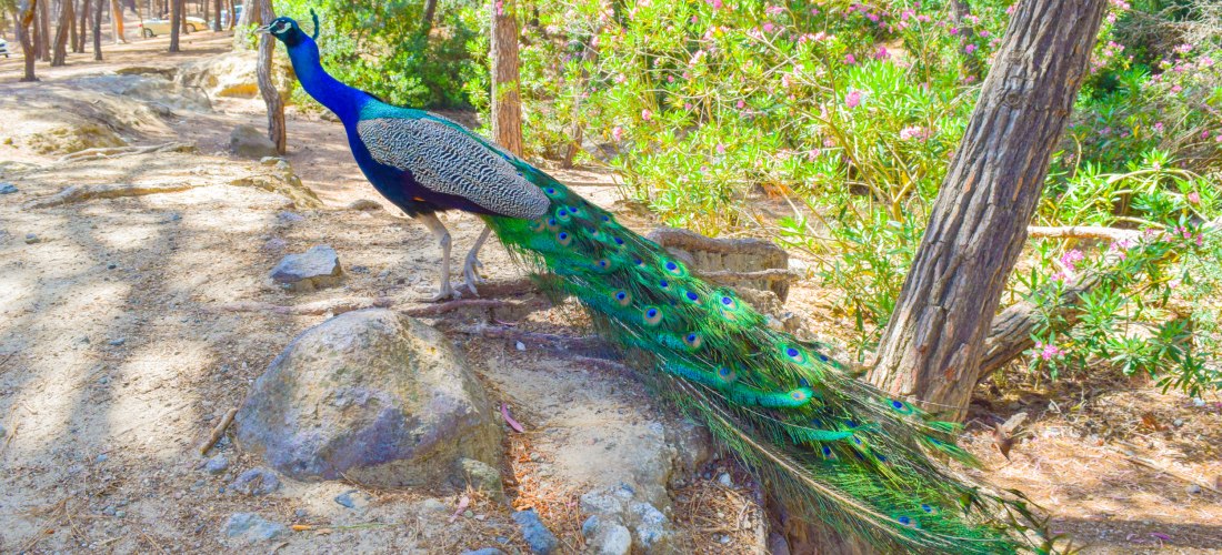 Ein Pfau steht auf einem Felsen im Wald, sein langer grün-blauer Federschweif hängt geschlossen nach hinten