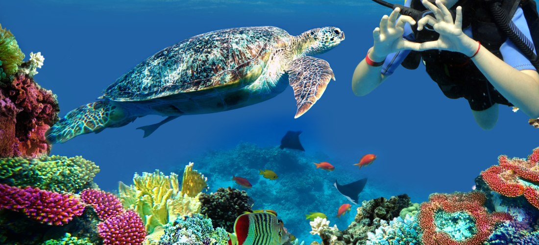 Taucherin mit Tauchmaske und Ausrüstung zeigt unter Wasser ein Herzzeichen mit den Händen. Vor ihr schwimmt eine große Meeresschildkröte durch ein farbenprächtiges Korallenriff, umgeben von bunten Fischen, Korallen in Violett, Rot und Gelb sowie zwei Roch