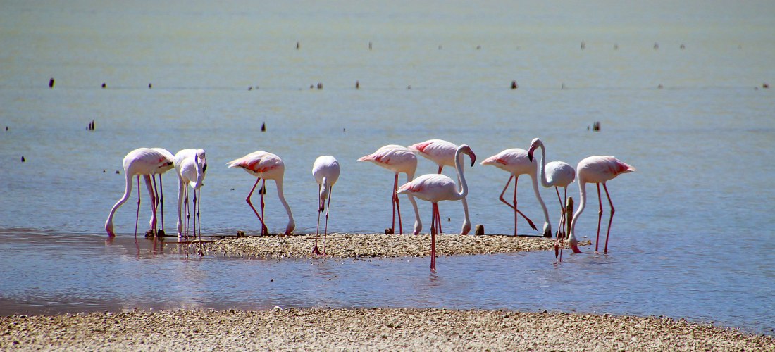 Gruppe Flamingos steht im seichten Wasser einer Lagune, einige fressen, andere stehen auf einem Kiesstreifen bei sonnigem Wetter