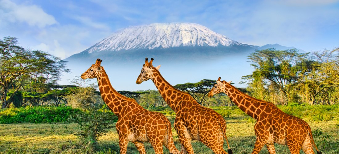 Giraffen im Amboseli-Nationalpark Kenia mit Blick auf den Kilimandscharo – Safari Erlebnis