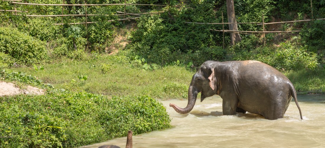 Zwei asiatische Elefanten im Wasser beim Baden im Dschungel von Phuket – nachhaltiges Naturerlebnis Thailand