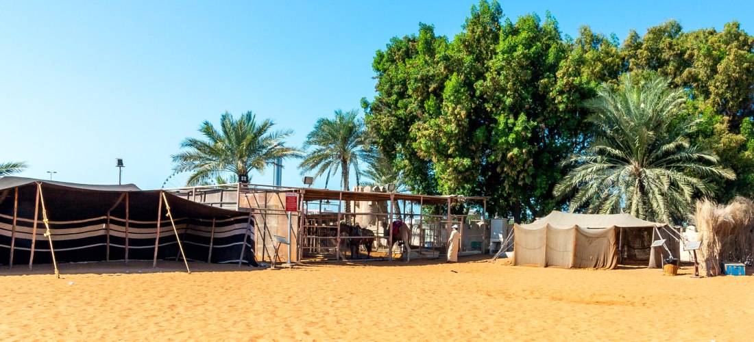 Traditionelles Beduinencamp in Abu Dhabi mit schwarzem Zelt, Kamelen im Gehege und hohen Palmen im Hintergrund inmitten der Wüste