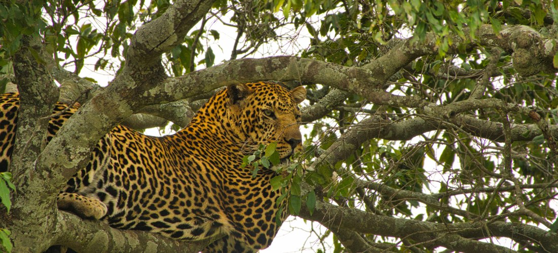 Leopard liegt auf einem Baumast in der afrikanischen Savanne – Safari in Tsavo East, Big Five, Wildtierbeobachtung.