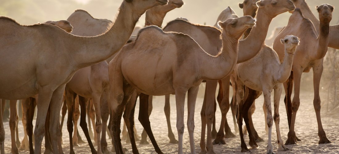 Eine Gruppe von Kamelen steht dicht beieinander auf sandigem Boden in der trockenen Savanne. Das Licht der untergehenden Sonne lässt ihre sandfarbenen Körper warm leuchten. Im Hintergrund erkennt man die Silhouetten von Bäumen