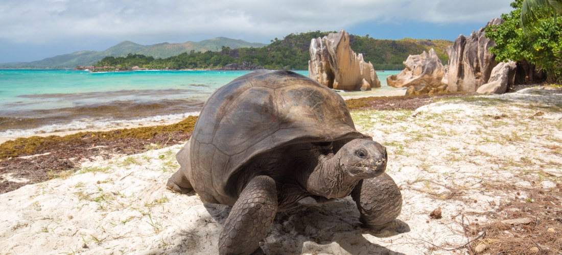 Curieuse Island Seychellen 2025/2026 – Aldabra-Riesenschildkröte am Strand mit Granitfelsen und türkisfarbenem Meer