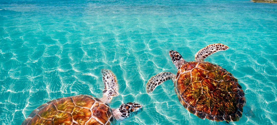 Akumal Strandschildkröten  Riviera Maya