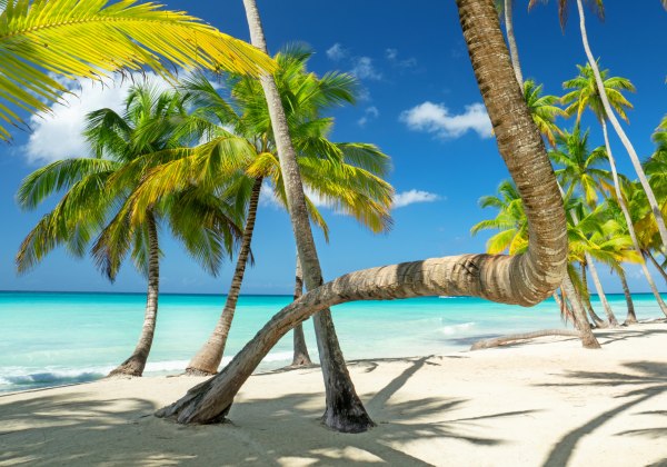 Palmen mit gebogenen Stämmen am weißen Sandstrand vor klarem türkisblauem Meer und wolkenlosem Himmel