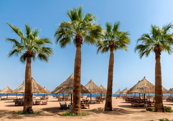 Palmen und Liegestühle am Strand