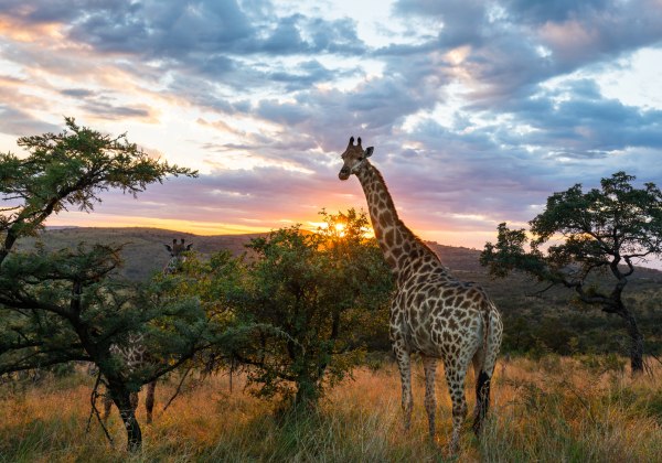 Giraffe steht zwischen Bäumen in der afrikanischen Savanne, während die Sonne hinter ihr untergeht. Der Himmel ist leicht bewölkt und in warmes Abendlicht getaucht.