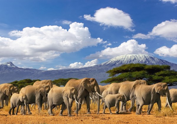 Eine große Elefantenherde zieht durch die afrikanische Savanne. Im Hintergrund erhebt sich majestätisch der Kilimandscharo mit schneebedecktem Gipfel unter einem strahlend blauen Himmel mit weißen Wolken.