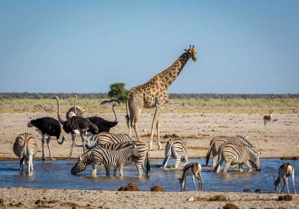 Giraffe, Zebras, Strauße und Antilopen trinken gemeinsam an einem Wasserloch in einer afrikanischen Savannenlandschaft bei klarem Himmel