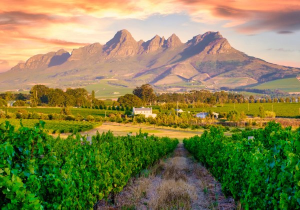 Weinberge in Südafrika bei Sonnenuntergang. Im Vordergrund grüne Rebzeilen, im Hintergrund ein Tal mit verstreuten Häusern und eine markante Gebirgskette in warmem Licht.