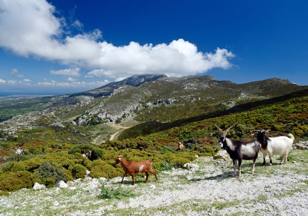 Mehrere Ziegen stehen in einer rauen, grünen Hügellandschaft auf Kos. Im Hintergrund erheben sich bewaldete und felsige Berge unter einem leuchtend blauen Himmel mit vereinzelten weißen Wolken.