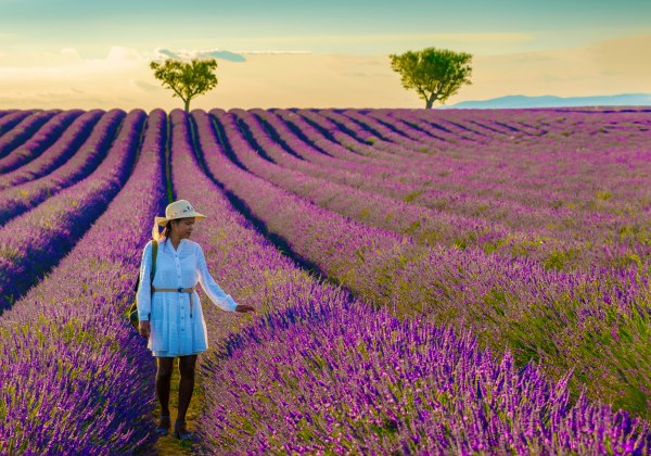 Person im weißen Sommerkleid und Strohhut geht durch Reihen eines violett blühenden Lavendelfelds; Abendlicht, einzelne Bäume am Horizont.