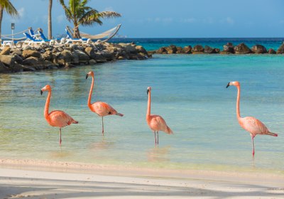 Aruba Urlaub