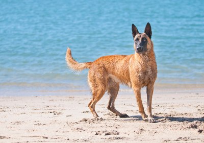 belgien mit hund