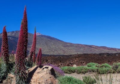 Teneriffa Frühling