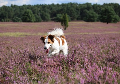 lüneburger heide hund