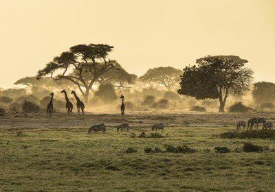 Safari im Morgenlicht – Giraffen und Zebras in Kenias Savanne