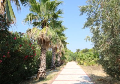 Çolakli