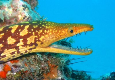 Gran Canaria Tauchurlaub