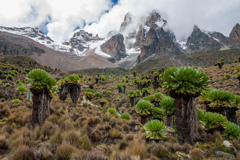 Mount Kenya Nationalpark – alpine Landschaft und Lobelien Lobelien vor schneebedeckten Gipfeln im Mount Kenya Nationalpark Kenia – Naturwunder Afrikas