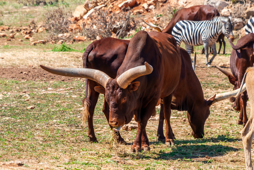 Afrikanische Watussirinder und ein Zebra auf einer Safarifläche im Zoo