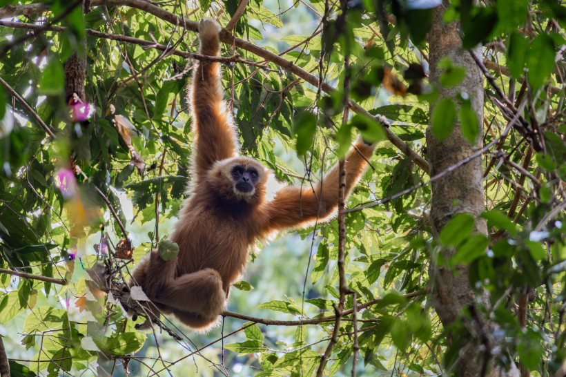 Khao Yai Nationalpark Thailand – Gibbon in den tropischen Wäldern Goldbrauner Gibbon hängt in den Bäumen des Khao Yai Nationalparks in Thailand und blickt aus dem dichten Regenwald hervor.