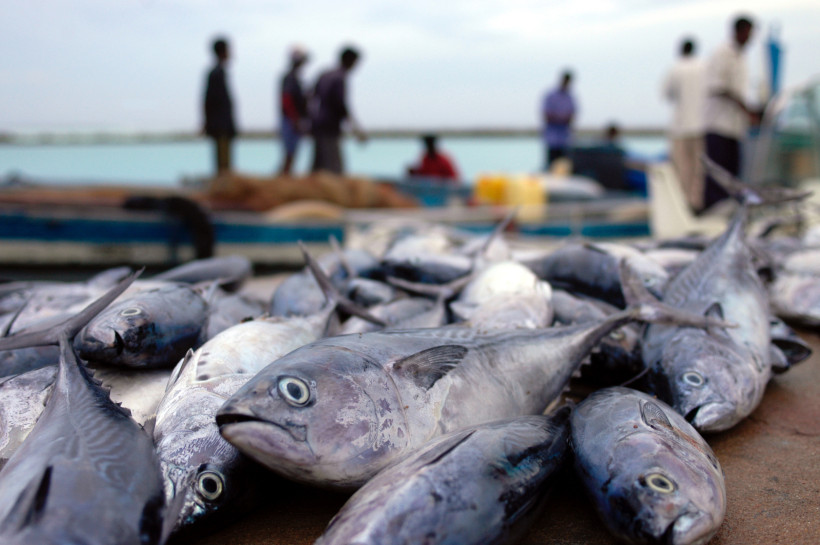Malediven Ein Stapel frisch gefangener Fische liegt auf einem Marktstand, während Fischer im Hintergrund ihre Netze entladen.              Die Szene vermittelt das geschäftige Treiben eines Fischmarkts am Hafen.