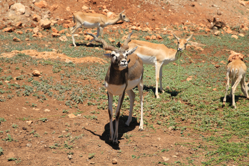 Antilopen im Safari Zoo Sa Coma auf trockenem Gelände
