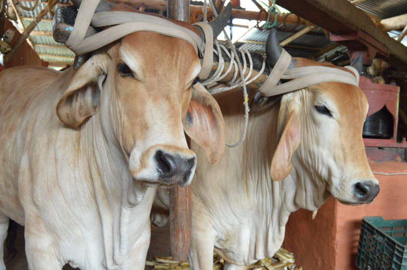 National Boyero Day, Costa Rica Zwei Ochsen mit Geschirr stehen nebeneinander in einem überdachten Stall, bereit zum Ziehen eines traditionellen bunt bemalten Holzwagens, wie er in Costa Rica typisch ist