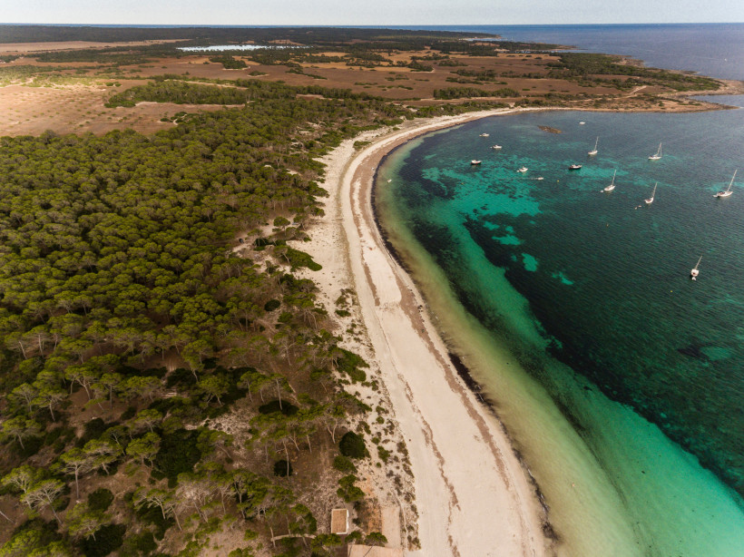 Luftaufnahme der Bucht am Strand Carbó bei Ses Salines mit hellem Sand, Pinienwald und türkisfarbenem Meer mit Booten