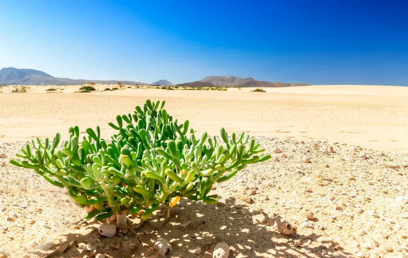 Sukkulente Pflanze im Vordergrund, Sanddünen der Dunas de Corralejo unter blauem Himmel