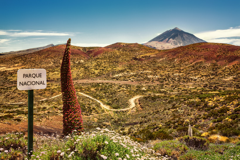 Teide Nationalpark – Roter Tajinaste und farbenprächtige Vulkanlandschaft Roter Tajinaste im Teide Nationalpark auf Teneriffa mit Blick auf vulkanische Hügellandschaft und klaren Frühlingshimmel.