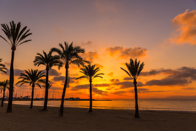 Palmen am Strand von El Arenal bei Sonnenuntergang, Blick auf das Meer