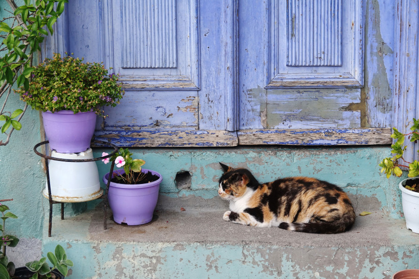 Calico-Katze liegt auf einer Steinbank vor einem alten blauen Fenster mit violetten Blumentöpfen an einer pastellfarbenen Hauswand in einem griechischen Dorf