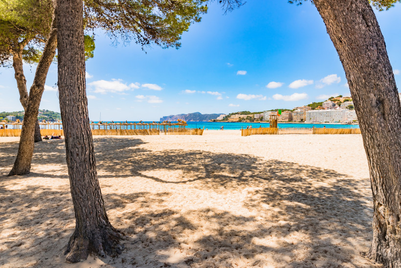 Sandstrand in Santa Ponsa mit Pinien im Vordergrund, flachem Wasser und Hotelanlagen in der Bucht