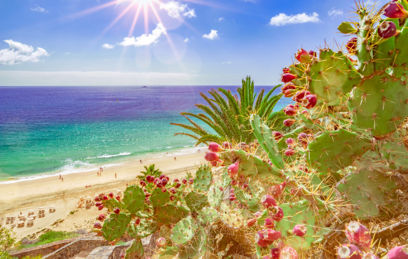 Strand von Esquinzo – Goldener Sand und türkisblaues Meer im Süden Fuerteventuras Aussicht auf den Strand von Esquinzo mit türkisblauem Meer, goldenem Sand und Kakteen im Vordergrund auf Fuerteventura