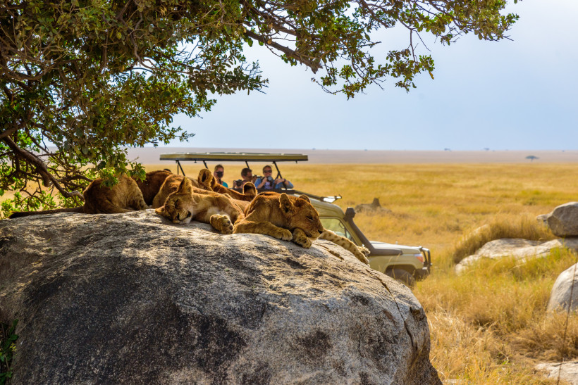 Ruhende Löwen auf einem Felsen in der Serengeti, im Hintergrund ein Safari-Jeep in der Savanne