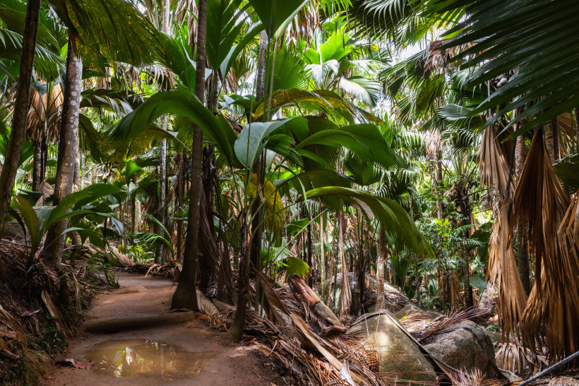 Seychellen -  Vallée de Mai UNESCO-Weltnaturerbe Vallée de Mai auf Praslin, dichter Palmenwald mit Coco-de-Mer Palmen 2025/2026