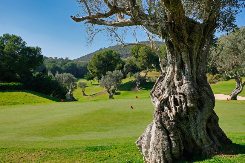 Grün mit Fahnen und großem Olivenbaum im Vordergrund auf dem Golfplatz Real Golf Bendinat