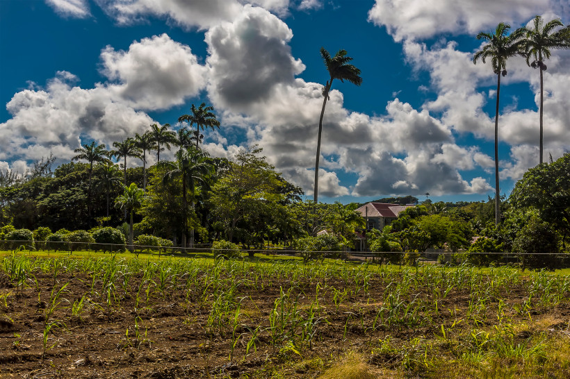 Barbados Blick auf ein reifes Zuckerrohrfeld auf Barbados. Die langen, grünen und teils braunen Halme wiegen sich leicht im Wind. Der Boden ist feucht, daneben ein schmaler, sandiger Pfad. Der Himmel ist leicht bewölkt – eine typische Szene aus der landwirtschaftl