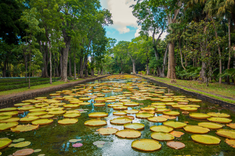 Riesige Seerosen im Botanischen Garten von Pamplemousses auf Mauritius, umgeben von hohen Bäumen