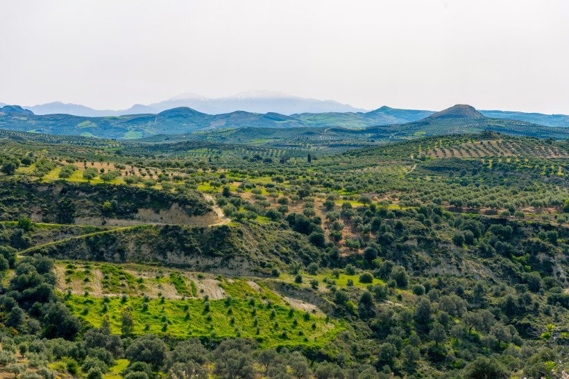 Lassithi-Hochebene: Landschaft mit Olivenhainen und sanften Hügeln Blick über die Lassithi-Hochebene mit Olivenhainen und Hügelketten im Hintergrund