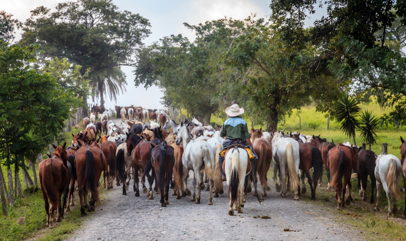 Fiestas de Palmares, Costa Rica Ein Cowboy reitet auf einem Pferd hinter einer großen Herde von Pferden auf einem ländlichen Weg, umgeben von grünen Bäumen