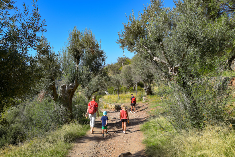 Familienurlaub Mallorca Familie wandert mit Kindern auf einem Naturpfad durch Olivenhaine unter blauem Himmel auf Mallorca