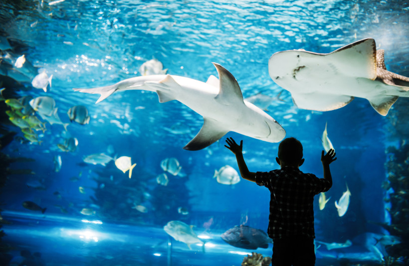 Silhouette eines Kindes vor großer Aquariumscheibe mit Rochen, Hai und Schwarmfischen im Cretaquarium
